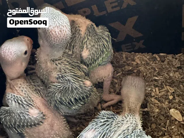 فروخ بغبغاء الدره