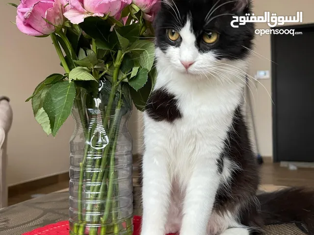 Cat for adoption