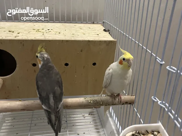 طير الكروان مع القفص و العش و لبسين للتدريب غير قابل للتفاوض ذكر و أنثى