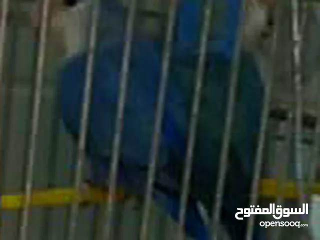 كوبيه للبيع أقرأ الوصف تحت. !!