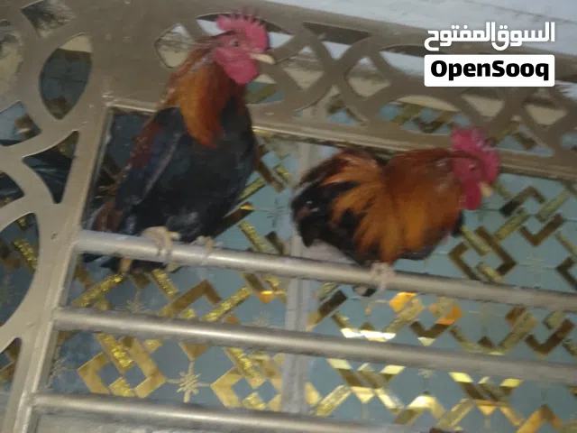 زوج دجاج كويتي فري