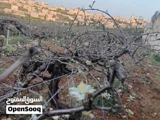 Farm Land for Sale in Hebron Halhul
