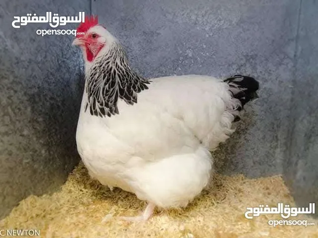 بيض ساسكس انجليزي مخصب البزرة الأصلية