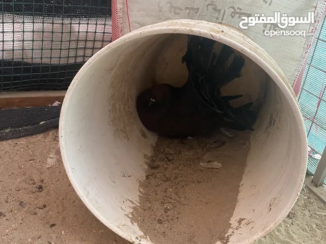 للبيع زوجين شماسي منتجين مع عيالهم المجموع 9 المكان السالمي كيلو 12