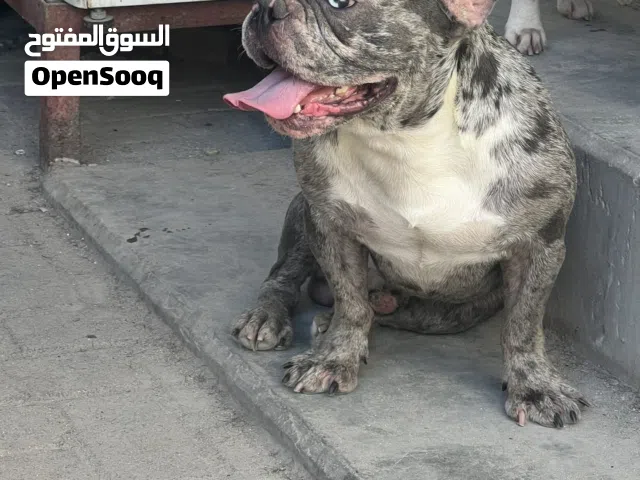 Franch bull dog Merly for to meet لتزاوج