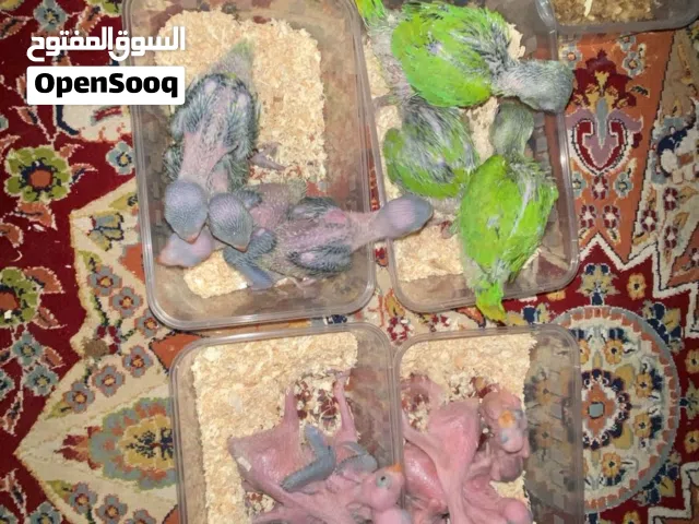 فروخ بغبغاوات الدره متعودات على الغر