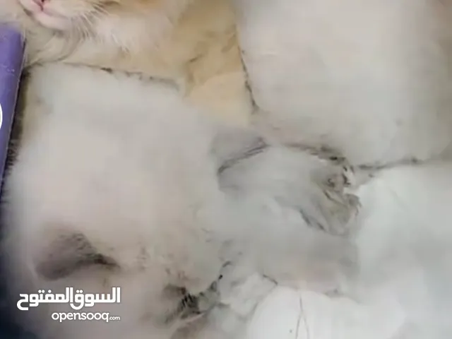 موجود كل أنواع القطط وأفضل أسعار