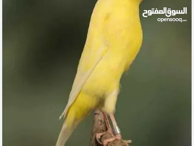 مطلوب كنار