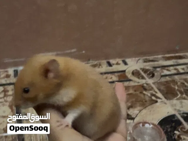 زوج هامستر مع الاولاد ومع القفص كبير وطابقين