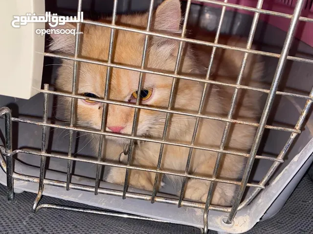 قطة شيرازيه