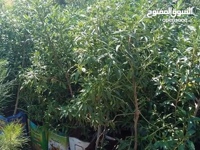 جميع انواع الشجارالمثمره ولزينه