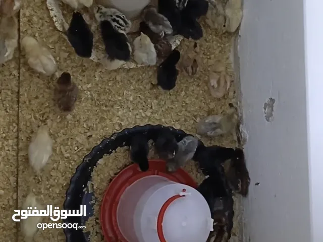صوص بلدي عمر 6 ايام ماخذ اول مطعوم