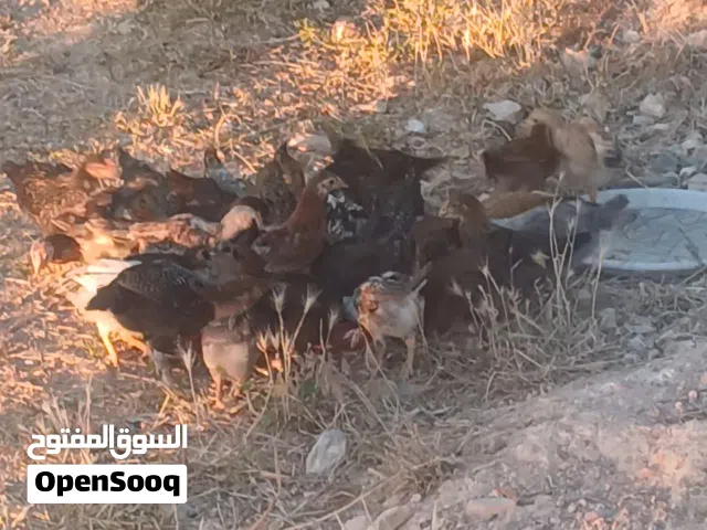 صوص بلدي الكرك