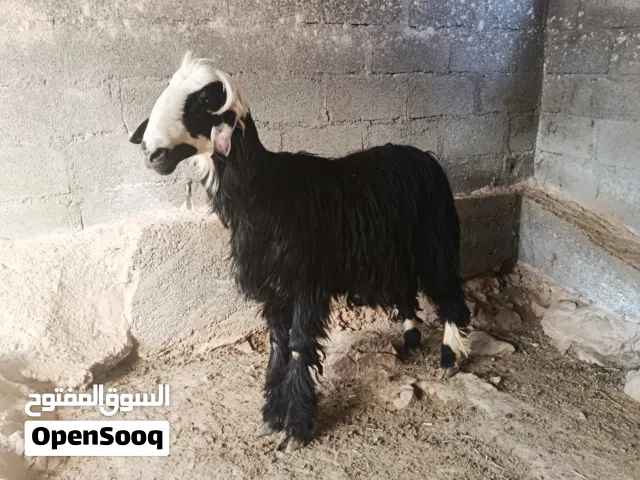 كبش نجدي للبيع (تابع الوصف)