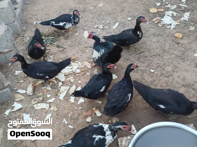 بط ايدحي للبيع