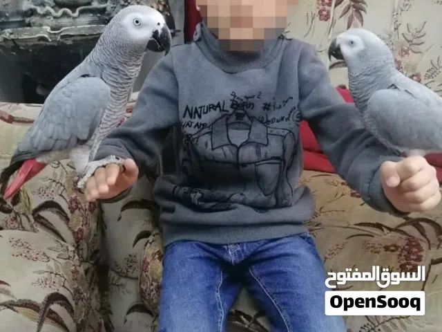 حبتين كاسكو ذكر وانثى متكلمات