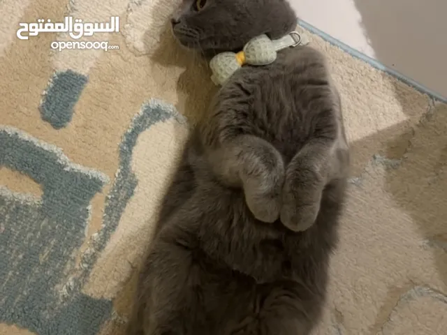 Scottish fold female 17 months old