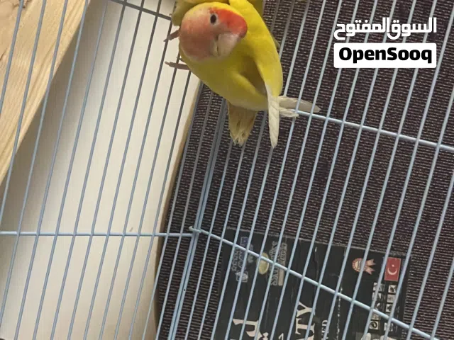 روز منتج م