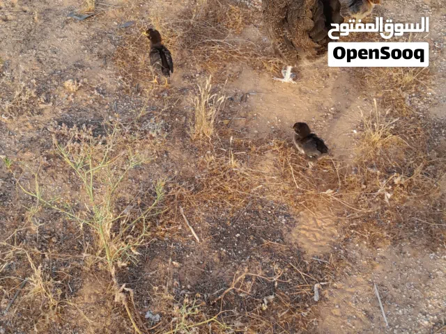 دجاجة مفلس ربي يبارك تحتاه 6