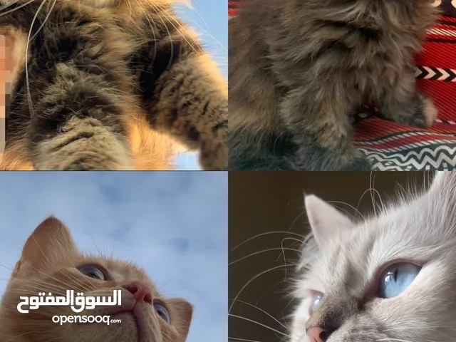 قطط لتبني في عدن
