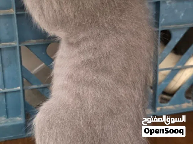 العمر شهر او اكثر