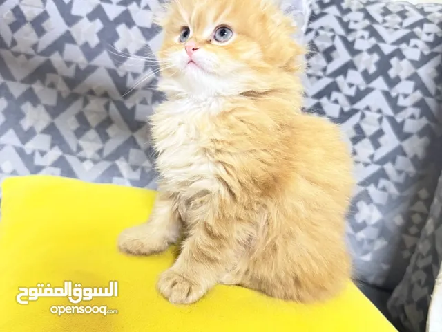 قطط سكوتش فولد العمر شهر وا اسبوع