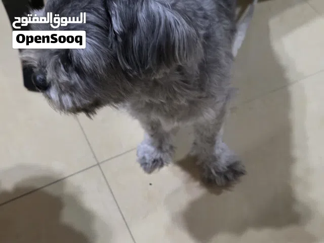 انثى شيتزو تلعب كثير،