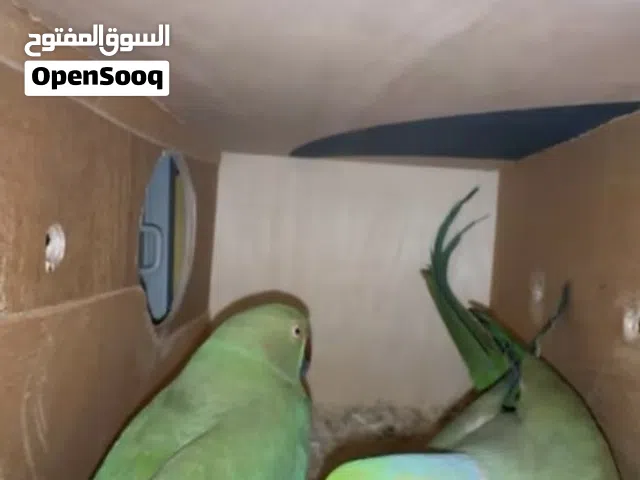 زوج دره منتج من قبل او للبدل ب زوج
