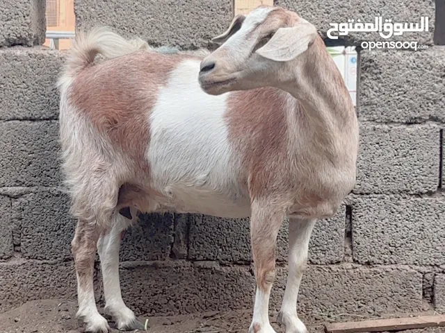 شاه ام ولده وحده