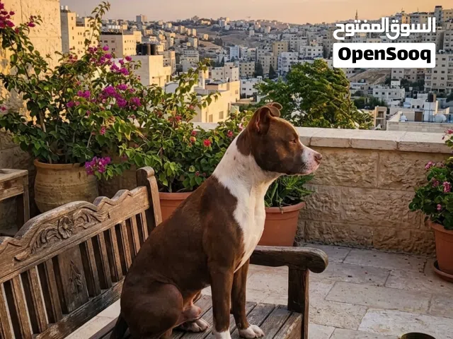 للبيع جرو (بيتبول ريد نوز) دم نقي وحامي  بسعر مميز ...