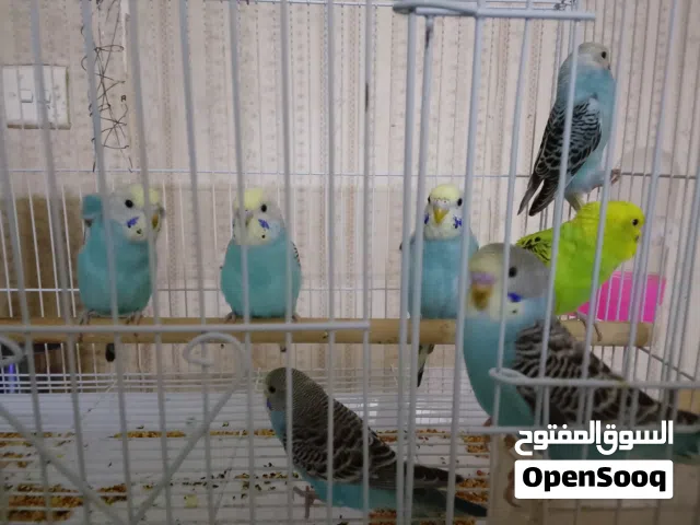 بادجي طيور الحب