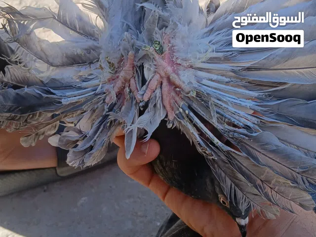 انتاج اسباني خوت العش