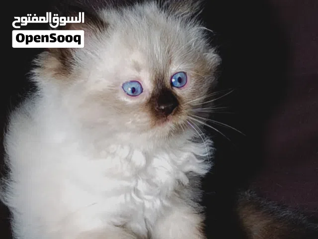قطط هملايا عمر 50 يوم