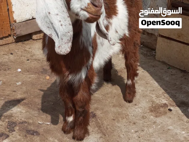 دكر بحبو ونتايه عمر 5شهور ونصف