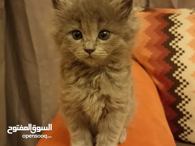قطه للبيع السعر 30 دينار بيجي معاها قفص+ طعام يكفي لشهر+ صندوق براز +لعبه