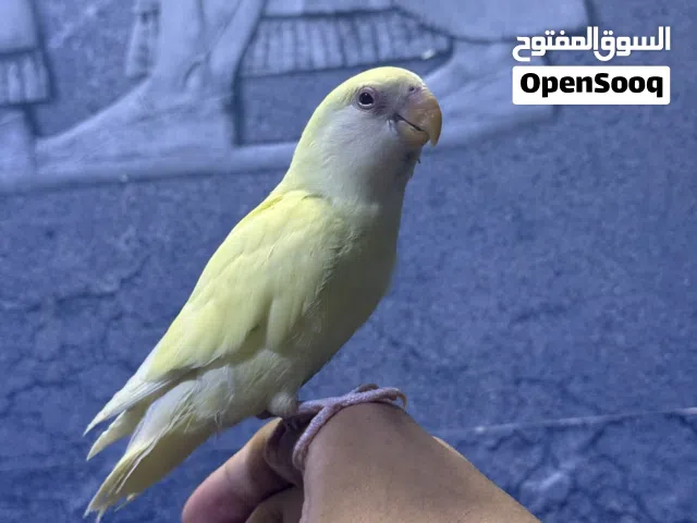 غندور روز اليف طينه جدا