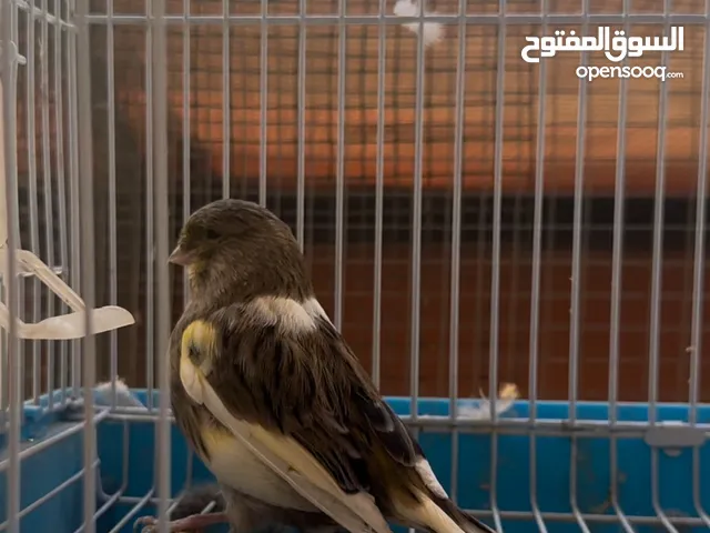 للبيع اناثي كناري