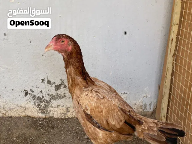 دجاجه للبيع