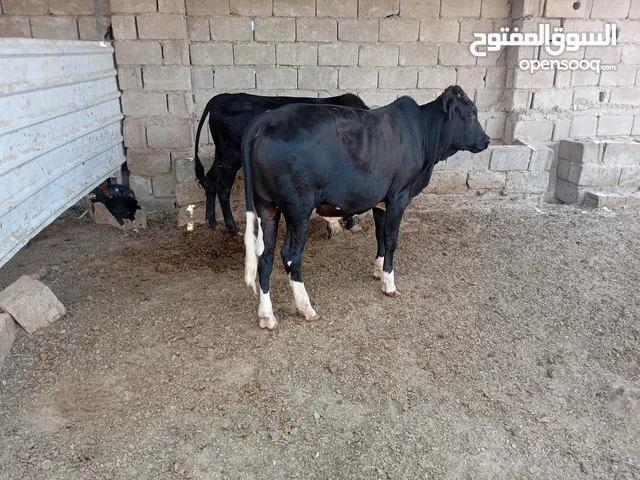 يتوفر لدينا عجل حلو سمين بسعر مناسب