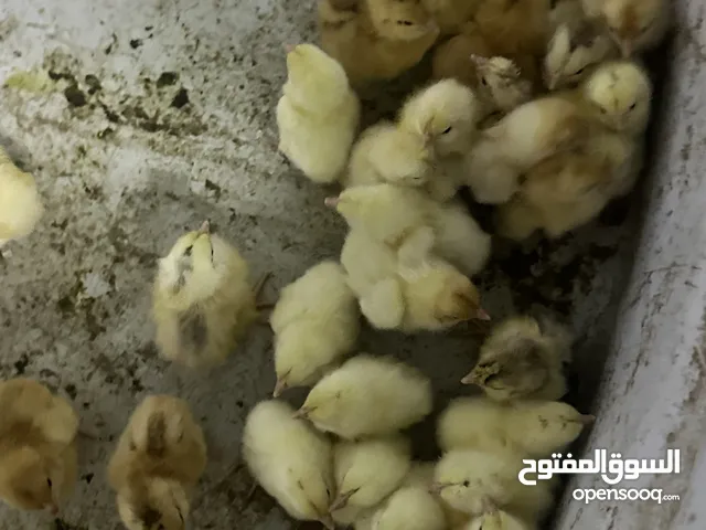 صيصان وديكه فرنسي بيور