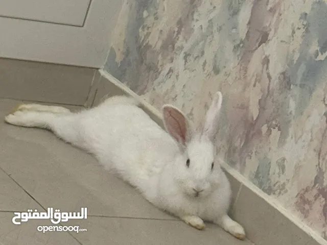 ارنب للتبني