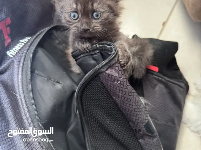 Kittens Himalayan