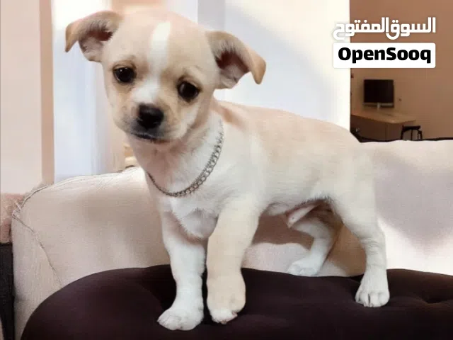 أخر ولد شيواوا ميني عمر 3 شهور