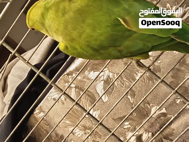 بغبغاء دره للبيع