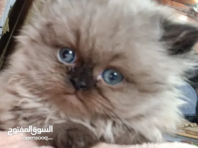 متاح 3 قطط هملاي مع بعض العمر اشهرين الابيض ذكر العنوان جنين