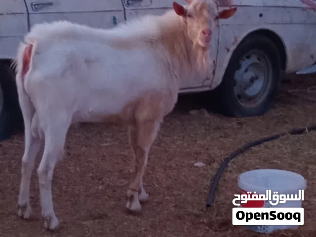 جدي فرنساوي جانبو سنه ارباع جنس حليب ما شاء الله