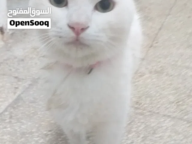 قط انثى للبيع (100د)اقرا الوصف