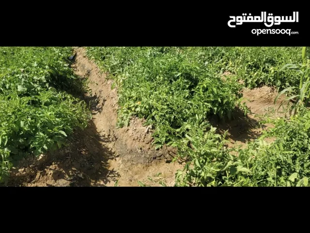 Farm Land for Rent in Al Jawf Other