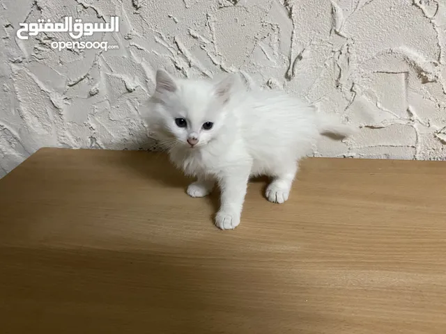 قطط للتبني فقط