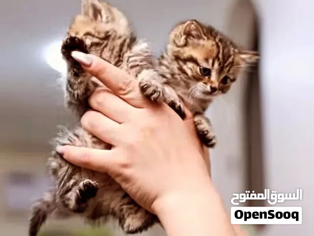 بأقل الاسعار أجمل القطط ومستلزماتها من بت زون.. والتسليم في عياده بيطريه